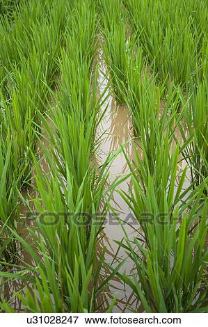 Rice field, full frame View Large Photo Image Stock Photo - Rice field, full frame. Fotosearch