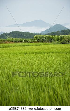 Rice field View Large Photo Image Stock Image - Rice field. Fotosearch