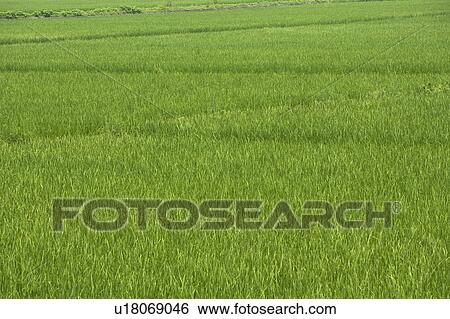 Stock Photograph - Rice Paddy, full frame. Fotosearch