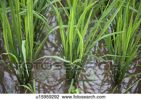 Rice paddy View Large Photo Image Stock Image - Rice paddy. Fotosearch