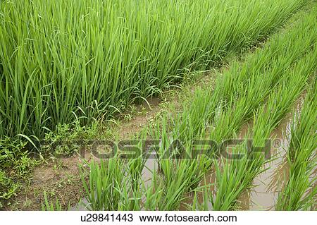Rice Paddy View Large Photo Image Stock Image - Rice Paddy. Fotosearch