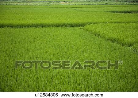 Stock Photograph - Rice paddy. Fotosearch