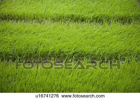 Rice Paddy View Large Photo Image Stock Photograph - Rice Paddy. Fotosearch