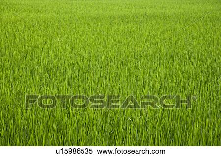Stock Photography - Rice Paddy. Fotosearch