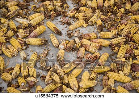 Rotting corns View Large Photo Image Stock Photography - Rotting corns. Fotosearch