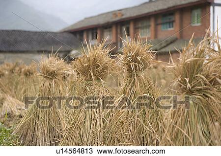 Rural Scene, rice crop drying in field View Large Photo Image Stock Image - Rural Scene, rice crop drying in field. Fotosearch