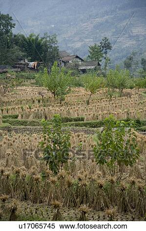 Stock Photography - Rural Scene. Fotosearch