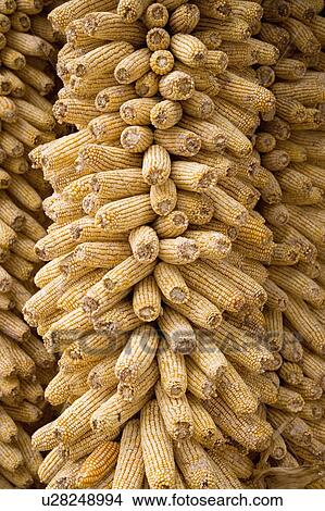 Picture - Sweetcorns. Fotosearch