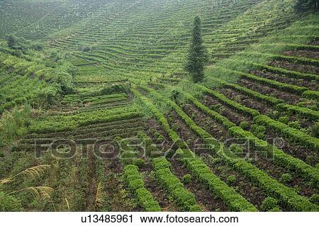 Terraced field View Large Photo Image Stock Image - Terraced field. Fotosearch