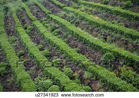 Terraced field View Large Photo Image Stock Image - Terraced field. Fotosearch