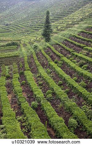 Terraced Field View Large Photo Image Stock Photo - Terraced Field. Fotosearch