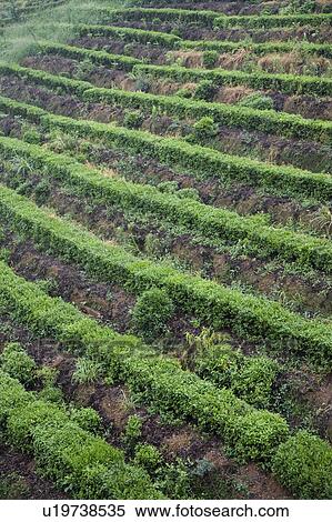 Terraced field View Large Photo Image Stock Photography - Terraced field. Fotosearch