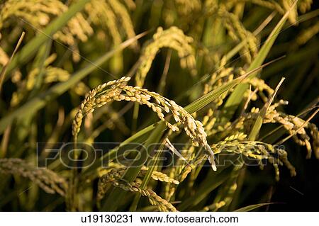 Wheat field View Large Photo Image Stock Image - Wheat field. Fotosearch