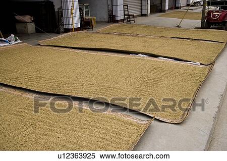 Stock Photography - Wheat spread out to dry beside house. Fotosearch