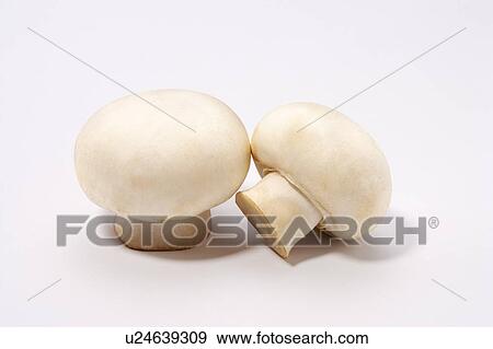 Stock Photo - Mushrooms. Fotosearch