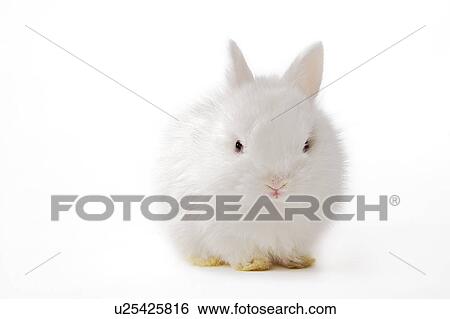 Stock Photograph - Rabbit. Fotosearch