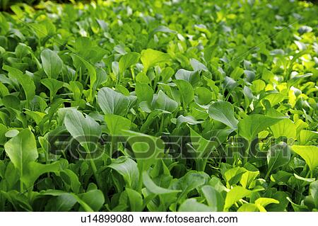 Bok choy View Large Photo Image Stock Image - Bok choy. Fotosearch