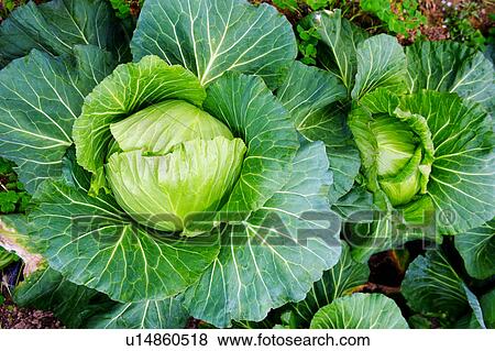 Stock Photo - Cabbage field. Fotosearch