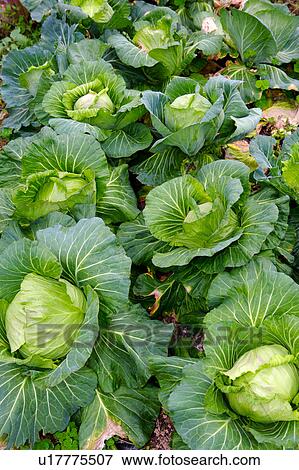 Cabbages in field View Large Photo Image Stock Photo - Cabbages in field. Fotosearch