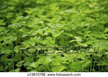 Stock Photo - Coriander field. Fotosearch