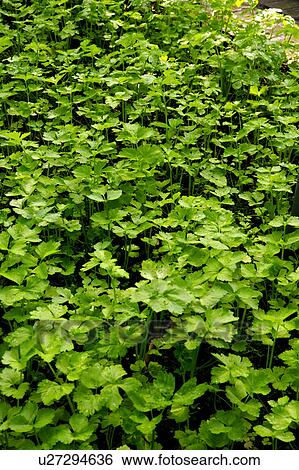 Stock Photograph - Coriander field. Fotosearch