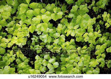 Picture - Coriander. Fotosearch