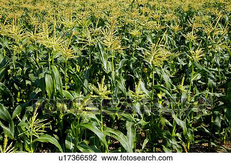 Stock Image - Corn Crop. Fotosearch