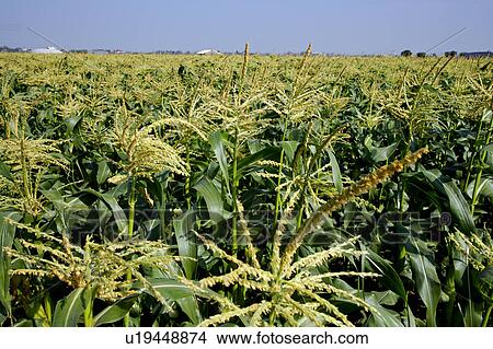 Picture - Corn field. Fotosearch