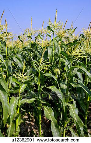 Stock Image - Corn field. Fotosearch