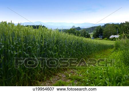 Corn field View Large Photo Image Stock Photo - Corn field. Fotosearch