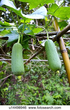 Cucumber View Large Photo Image Stock Photograph - Cucumber. Fotosearch