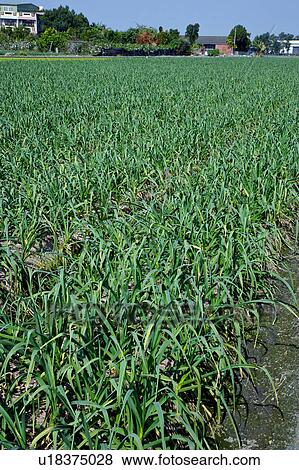 Farm field View Large Photo Image Stock Photo - Farm field. Fotosearch