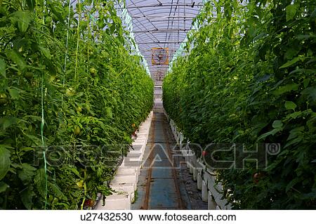 Stock Image - Greenhouse with crop. Fotosearch