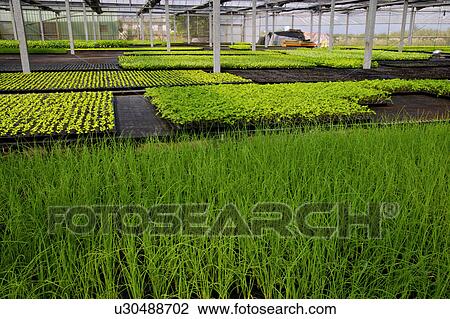 Stock Image - Greenhouse with crop. Fotosearch