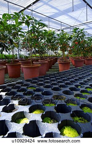 Greenhouse with potted plant View Large Photo Image Picture - Greenhouse with potted plant. Fotosearch