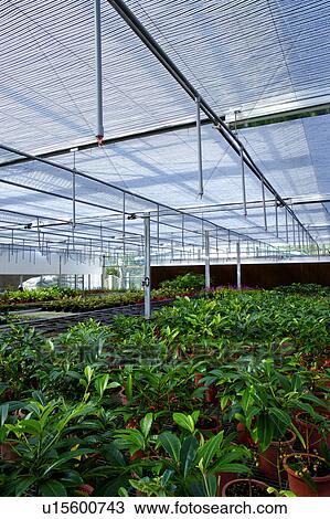Stock Image - Greenhouse with potted plant. Fotosearch
