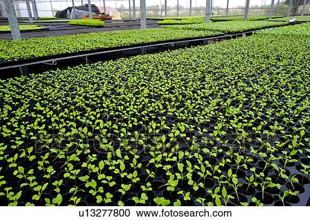 Greenhouse with seedlings View Large Photo Image Stock Image - Greenhouse with seedlings. Fotosearch