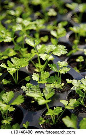 Stock Image - Greenhouse with seedlings. Fotosearch