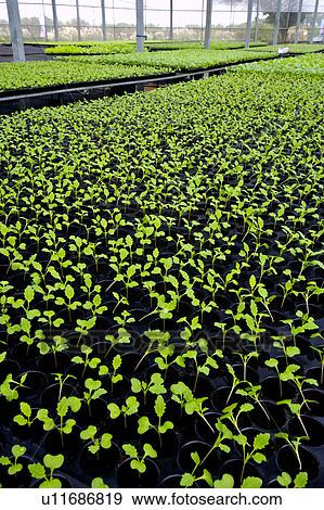 Greenhouse with seedlings View Large Photo Image Stock Photo - Greenhouse with seedlings. Fotosearch