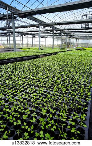 Stock Photo - Greenhouse with seedlings. Fotosearch
