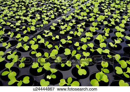 Greenhouse with seedlings View Large Photo Image Stock Photo - Greenhouse with seedlings. Fotosearch