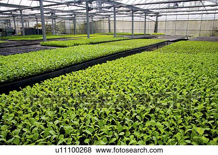 Greenhouse with vegetable View Large Photo Image Stock Photo - Greenhouse with vegetable. Fotosearch