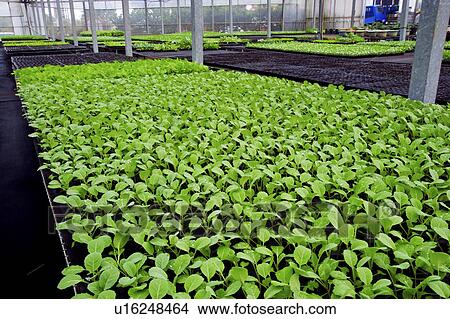 Greenhouse with vegetables View Large Photo Image Picture - Greenhouse with vegetables. Fotosearch