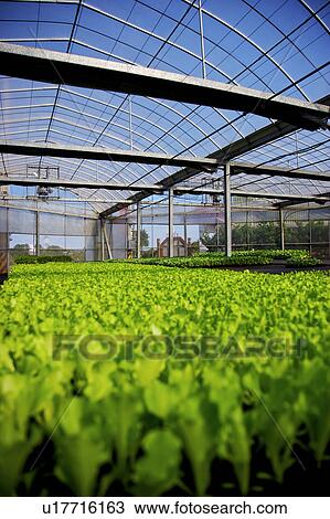 Greenhouse with vegetables View Large Photo Image Stock Image - Greenhouse with vegetables. Fotosearch