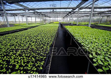 Greenhouse with vegetables View Large Photo Image Stock Photography - Greenhouse with vegetables. Fotosearch