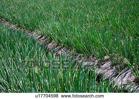 Onion field View Large Photo Image Stock Photo - Onion field. Fotosearch
