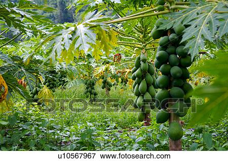 Stock Photo - Papaya plantation. Fotosearch