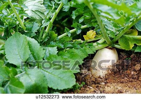 Radish field View Large Photo Image Stock Image - Radish field. Fotosearch
