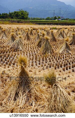 Rice crop drying in field View Large Photo Image Stock Image - Rice crop drying in field. Fotosearch