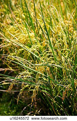 Rice on field close-up View Large Photo Image Stock Image - Rice on field close-up. Fotosearch